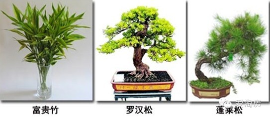 【愛(ài)家裝】家中一定要擺放的綠植盆栽 <wbr>你家有哪些？
