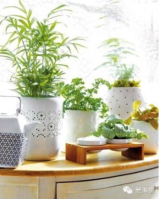 【愛(ài)家裝】家中一定要擺放的綠植盆栽 <wbr>你家有哪些？