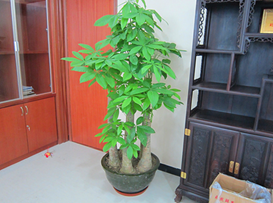 五樁發(fā)財樹(shù)_副本