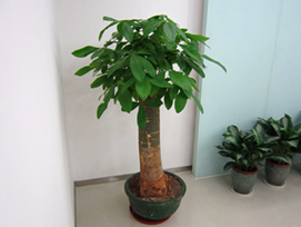 花木 019_副本