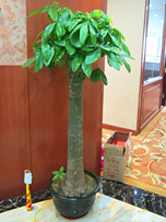 單桿發(fā)財樹(shù)_副本