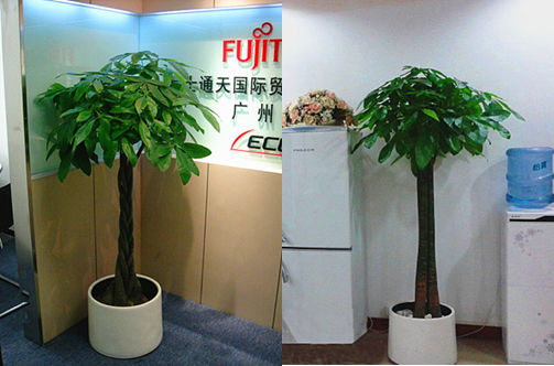 三桿_副本,五辮發(fā)財樹(shù)0_副本