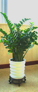 金錢(qián)樹(shù)_副本_副本