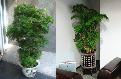 福路,福祿桐_副本
