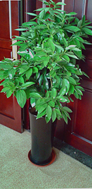平安樹(shù)00_副本_副本