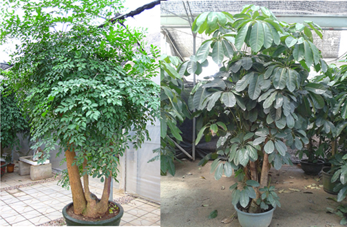 xingfushu_副本,招財樹(shù)好_副本
