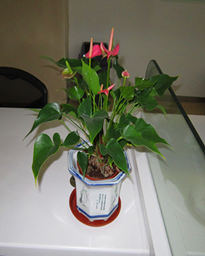 花木 016_副本